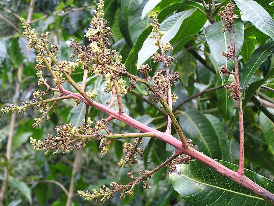 Mango flower panicles with blackened, dying flowers from blossom blight