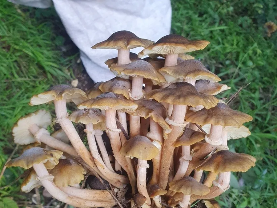 A cluster of honey-coloured Armillaria mushrooms at the base of a tree