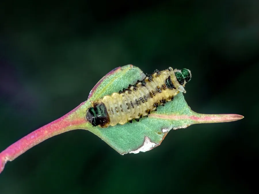A striped eucalyptus tortoise beetle larva feeding on the edge of a young red gum leaf