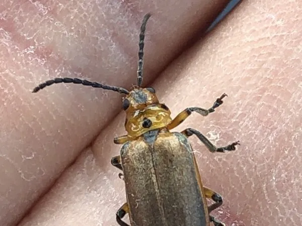 A slender tan fig leaf beetle with long antennae
