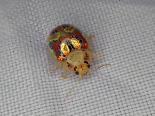 A dome-shaped, colourfully patterned eucalyptus leaf beetle
