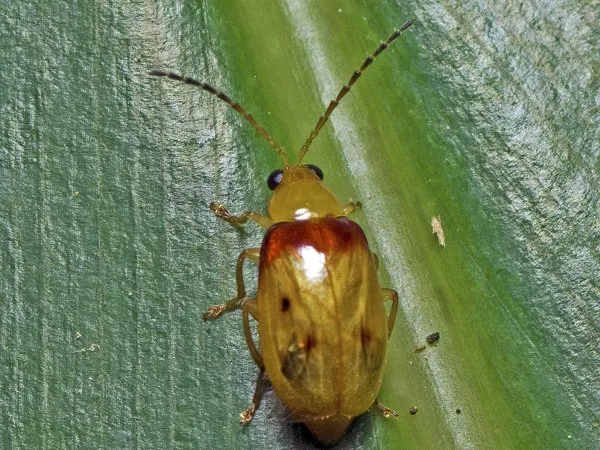 A small yellow beetle with red patches on its shoulders on a leaf