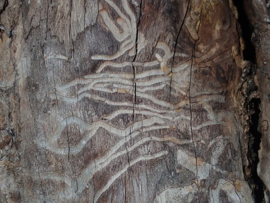 Winding tunnels etched into the wood of a trunk where the bark has fallen away