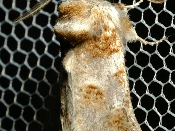 A furry, cream and brown Culama wood moth