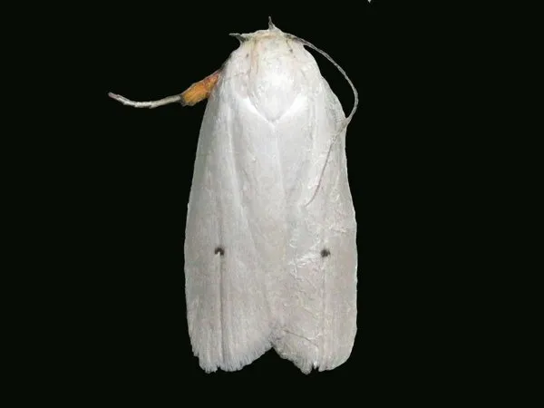 A white fruit-tree borer moth with a small black dot on each wing