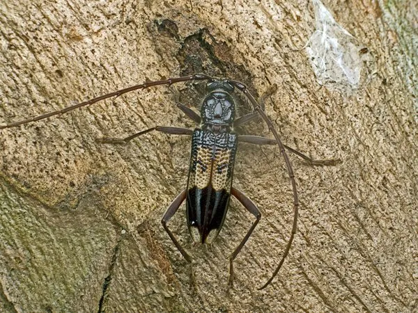 A long-horned longicorn beetle with yellow and black markings on eucalypt bark