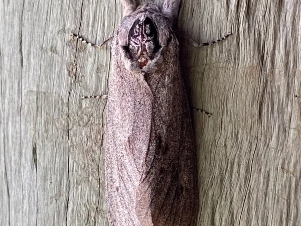 A large grey giant wood moth resting on a tree trunk