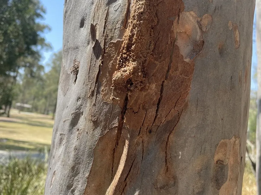 A pale eucalypt trunk with a long, ragged wound of torn bark and sawdust where a giant wood moth larva has bored in