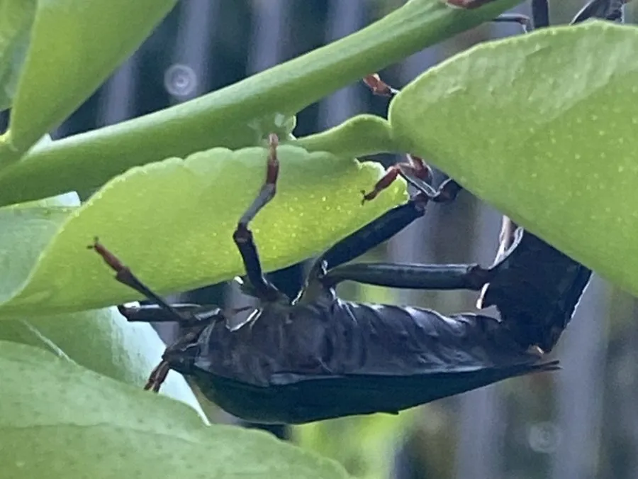 A large, dark bronze orange bug clinging to a citrus stem