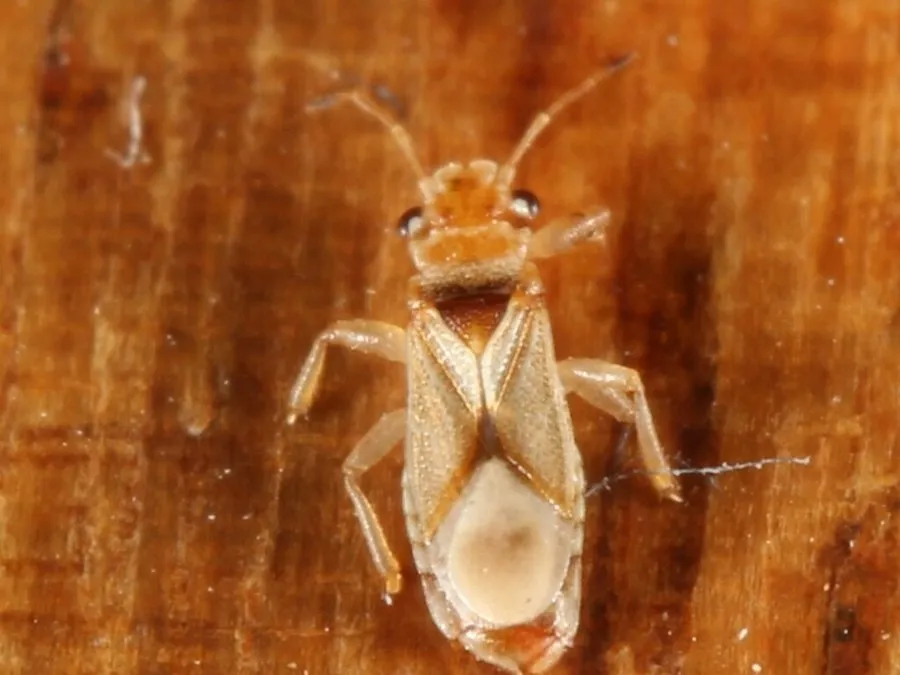 A tiny, flat, brown winter bronzing bug on a wooden surface