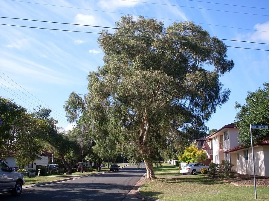 The same street gum, eleven months after a bronzing infestation, with a full green crown