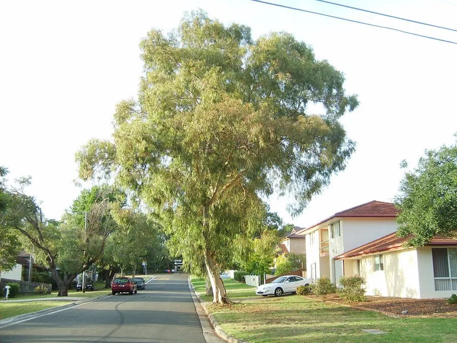 A suburban street gum with much of its crown turned yellow-brown by winter bronzing
