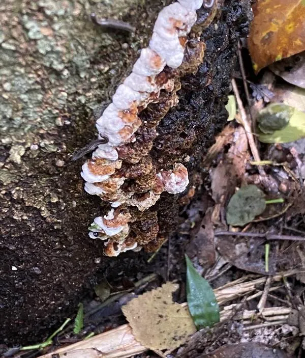 A dark, gritty crust on the base of a tree trunk with pale young fruiting bodies along its edge