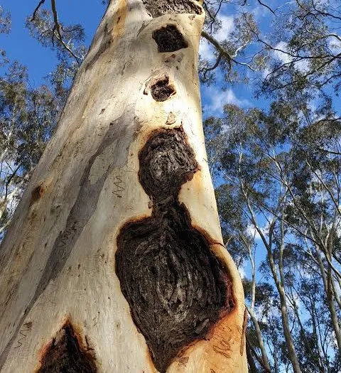 Looking up the trunk of a scribbly gum with several dark cankers of different sizes in its pale bark