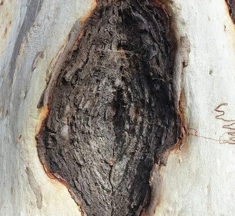 A large canker on the pale trunk of a scribbly gum: a diamond-shaped patch of dark, dead bark with a rusty, rolled edge