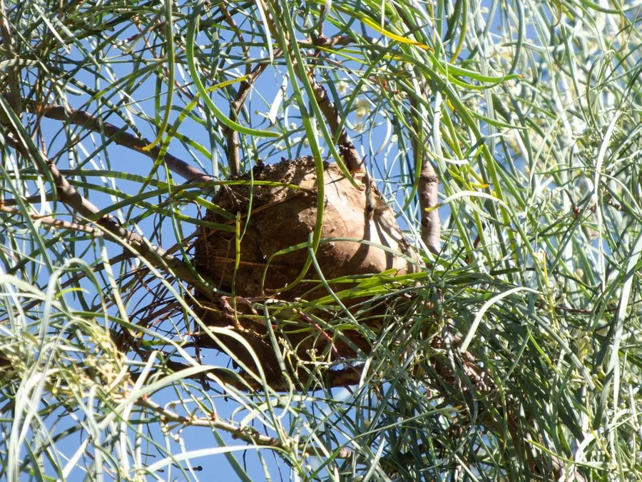A brown silk bag nest of processionary caterpillars among the thin leaves of a wattle