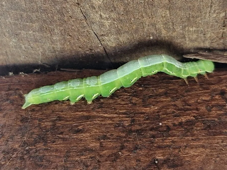 A long, thin green poinciana looper caterpillar on a wooden rail