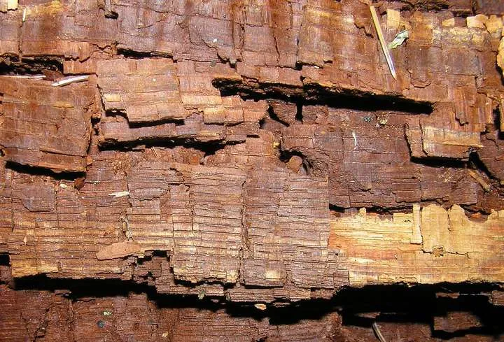 Close-up of dark brown decayed wood cracked across the grain into small cubes