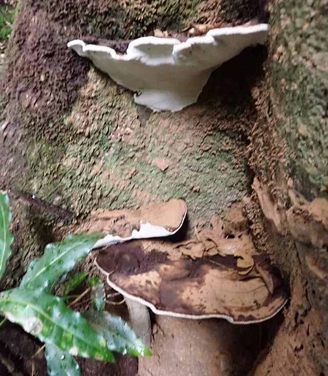Ganoderma brackets at the base of a tree, a young white bracket above older brown ones