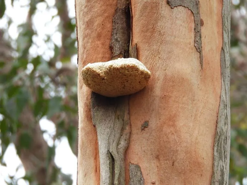 A thick pale cushion-shaped bracket fungus on the smooth trunk of a eucalypt