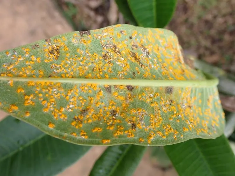 The underside of a frangipani leaf densely covered in bright orange powdery rust pustules