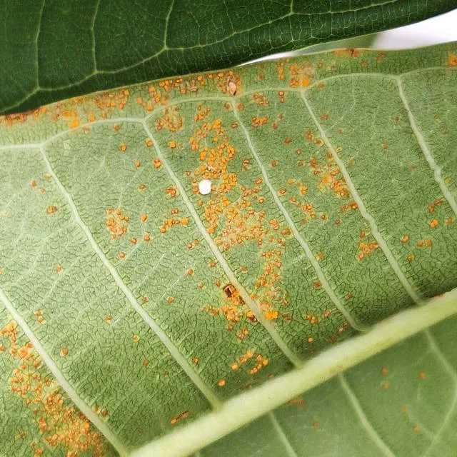Orange rust pustules scattered across the underside of a frangipani leaf in a Brisbane street
