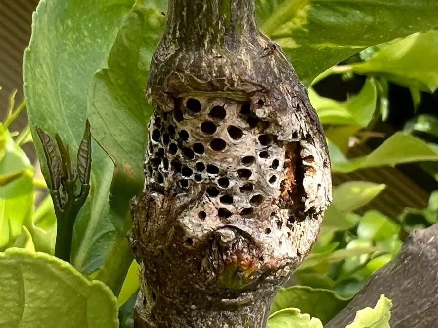 A woody citrus gall riddled with small round exit holes on a lemon stem