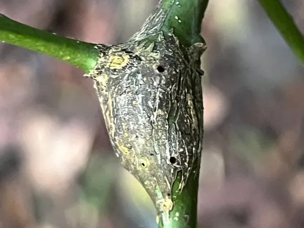 A grey, lumpy citrus gall swelling a green citrus stem