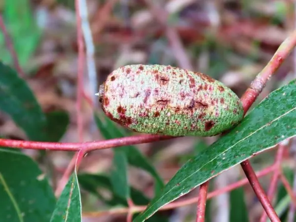 A large, spotted, cone-shaped scale gall on a eucalypt stem