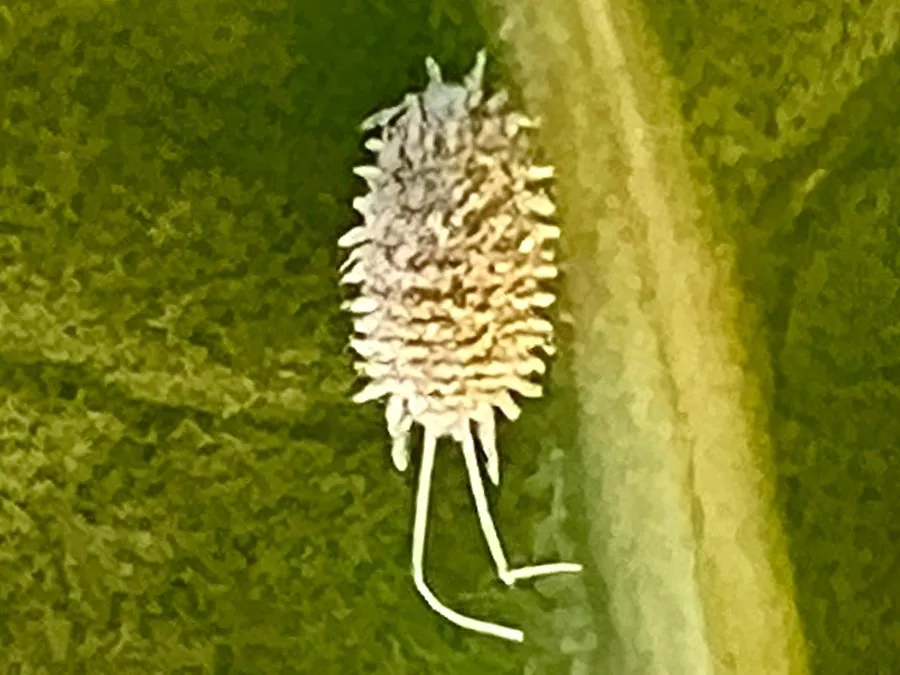 A white longtailed mealybug with waxy filaments around its edge and two long tail filaments, on a green leaf