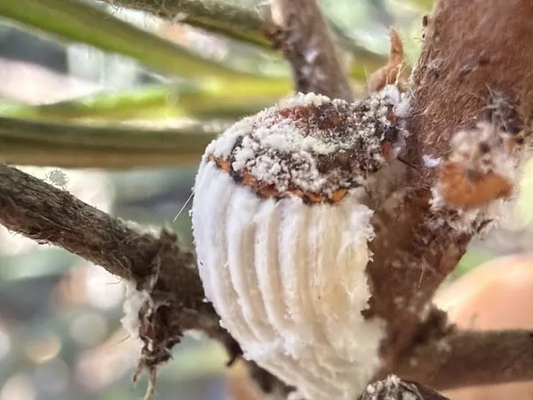 A cottony cushion scale with its large, white, fluted egg sac on a stem