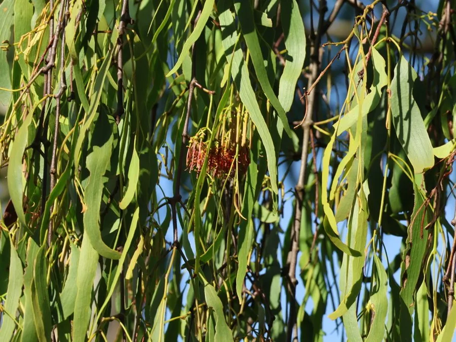 Drooping clumps of box mistletoe hanging among the leaves of a eucalypt in Brisbane
