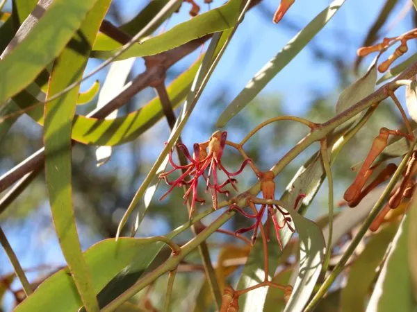 Red flowers among the long, narrow leaves of box mistletoe