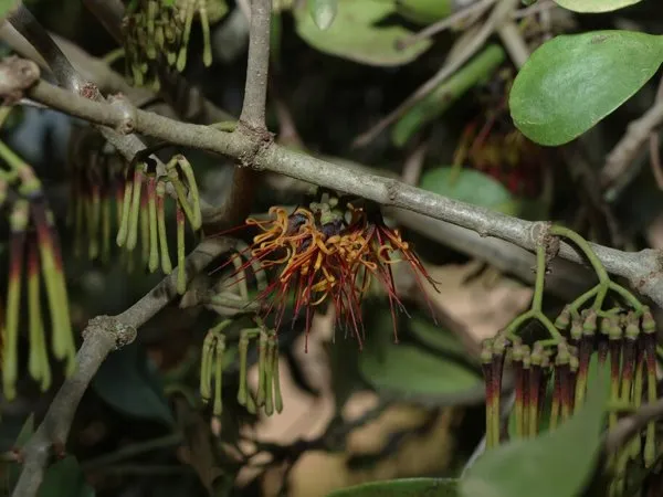Variable mistletoe with hanging red-orange flowers