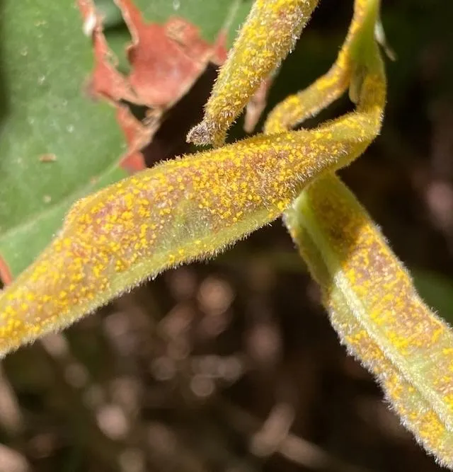 A curled young lilly pilly shoot coated in bright egg-yellow powdery rust pustules