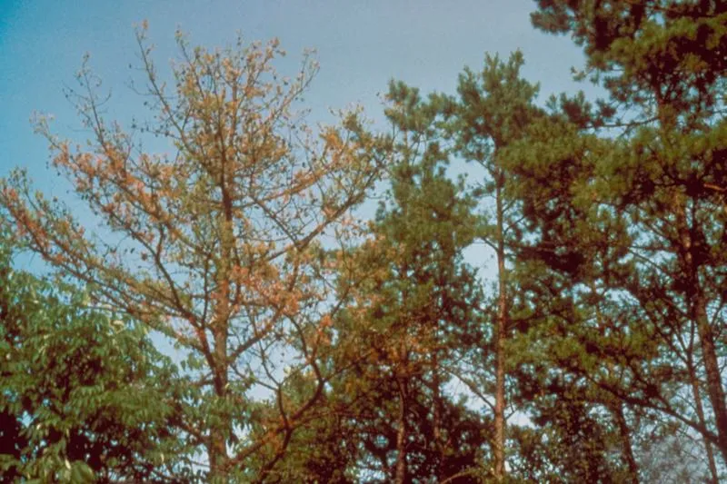 A dead shortleaf pine with brown, thinning foliage beside healthy green pines