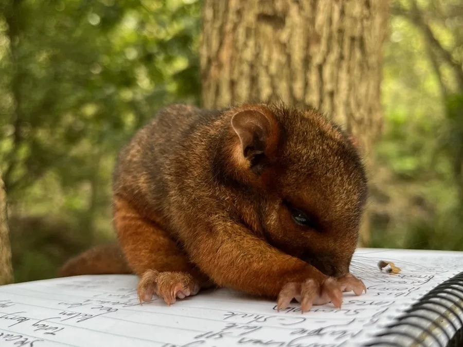 A small reddish-brown ringtail possum with a coiled, white-tipped tail