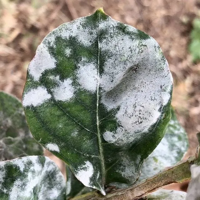 A crepe myrtle leaf heavily coated in white powdery mildew patches