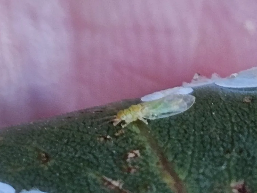 White lerps scattered over the surface of a eucalypt leaf
