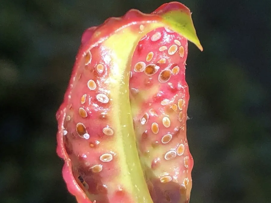 New lilly pilly leaves, pink and red, covered in pits from the lilly pilly psyllid