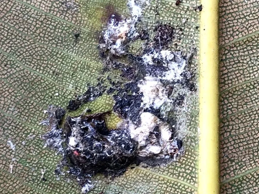 Sticky white lerp material and black sooty mould on the underside of a Moreton Bay fig leaf