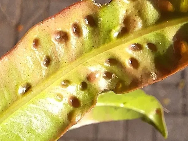 A lilly pilly leaf covered in raised pimples from the lilly pilly psyllid