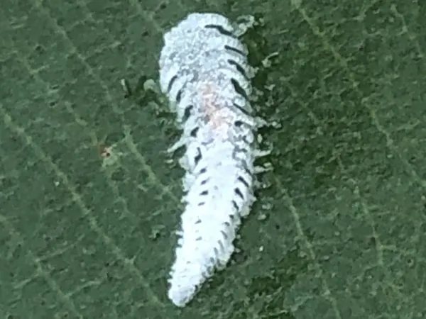 A white, fern-shaped lerp on a spotted gum leaf
