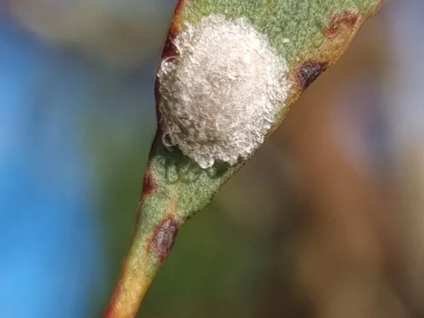 A fluffy white sugar lerp on a eucalypt leaf