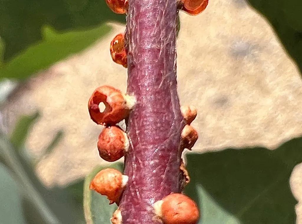 Round reddish-brown gumtree scale capsules along a eucalypt stem
