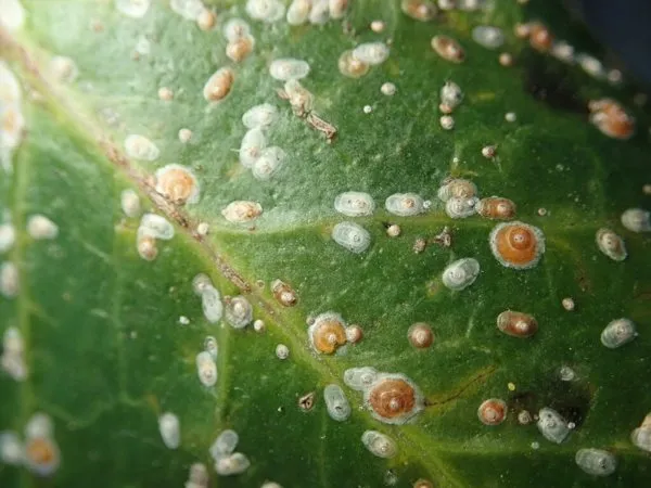 Small, flat, round red scale covers scattered over a leaf