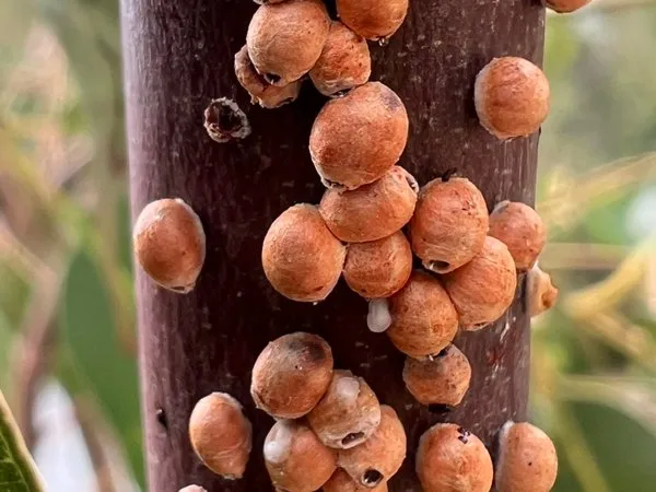 Round orange-brown gumtree scale capsules crowded on a eucalypt stem