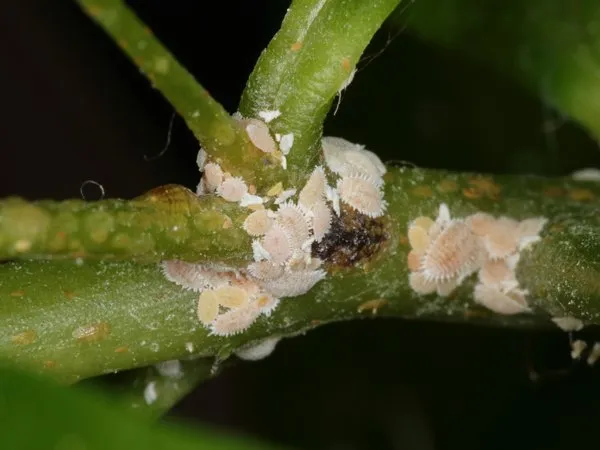 White, mealy citrus mealybugs clustered on a green stem