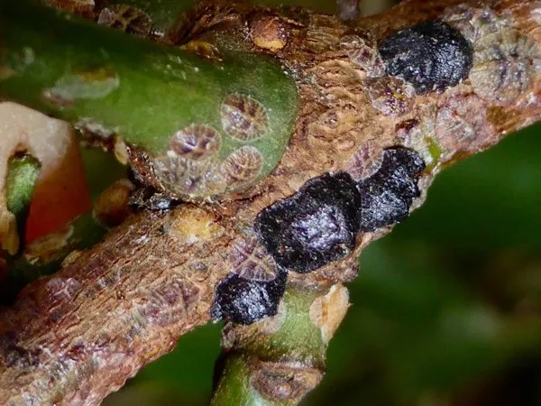 Black, dome-shaped black scale insects on a twig