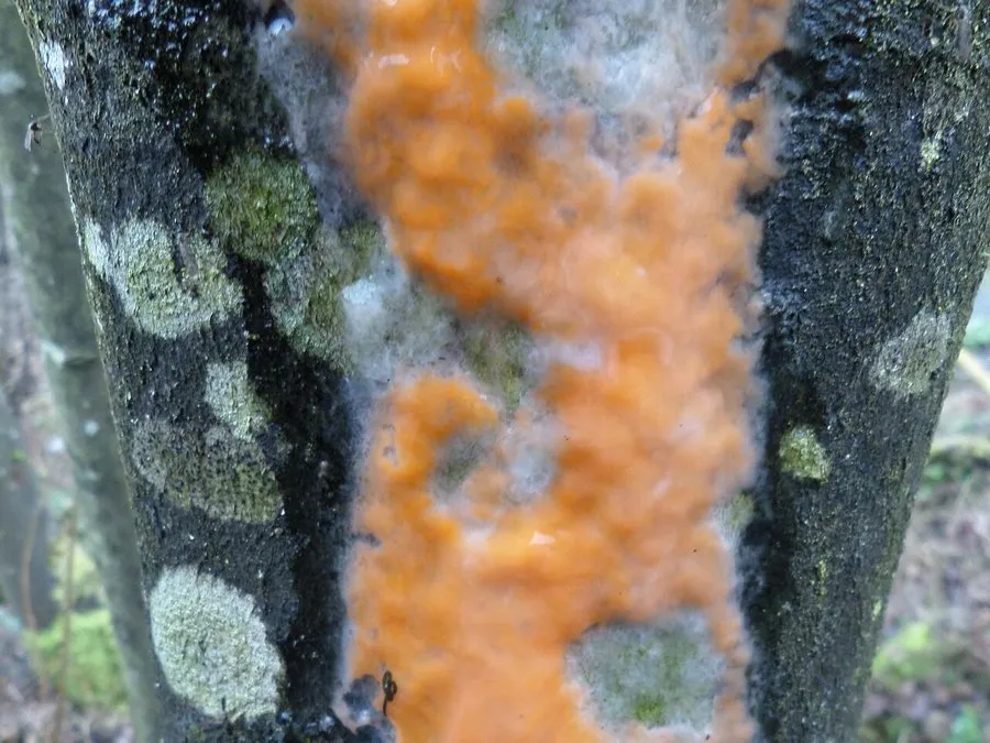 Close-up of slime flux on bark, coloured orange and yellow by yeasts and moulds